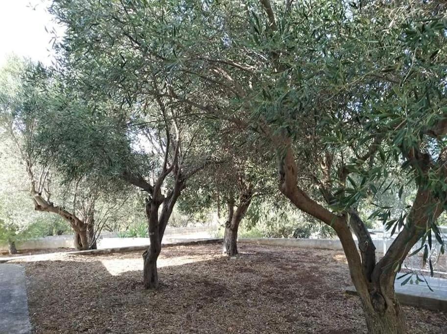 White Villa In Olive Trees And Seaview To Panagia Almiropótamos Exteriör bild