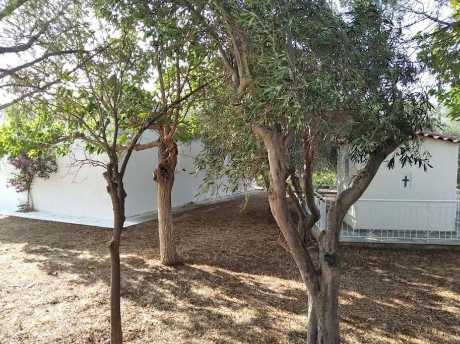 White Villa In Olive Trees And Seaview To Panagia Almiropótamos Exteriör bild